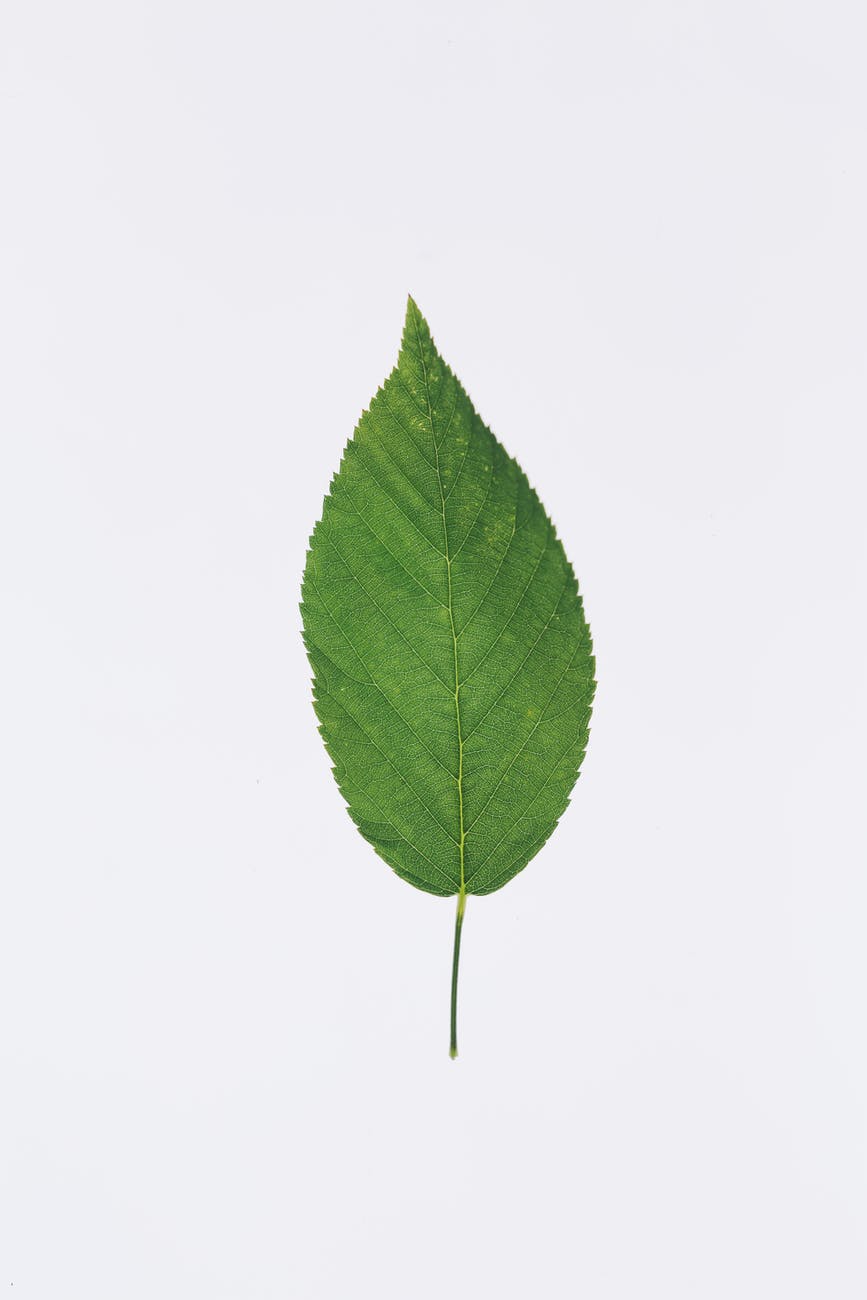 leaf